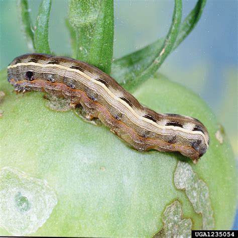 armyworms (Genus Spodoptera)