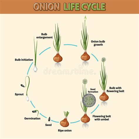 Diagramme Montrant Le Cycle De Vie Des Oignons Illustration de Vecteur - Illustration du image ...