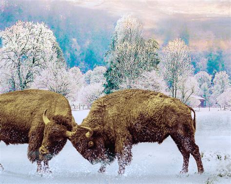 Bison Buffalo in Snow Print Animal Winter Poster Art | Etsy