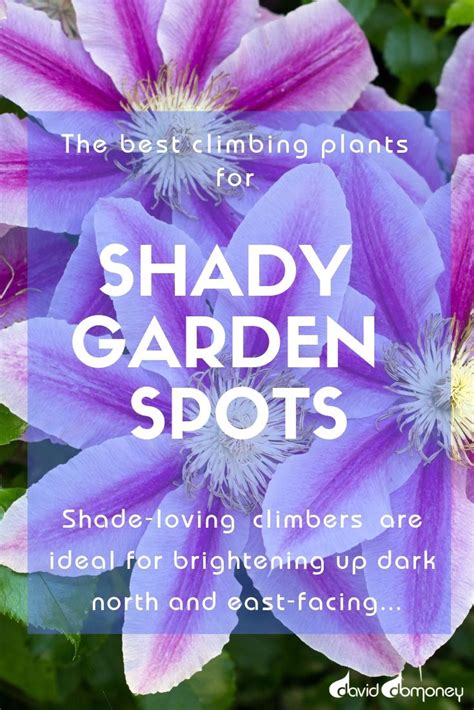 The best climbing plants for shade – Artofit