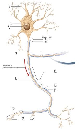 Diagram of a Neuron Flashcards | Quizlet