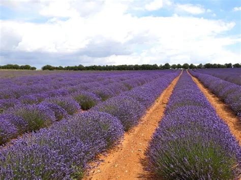 Norfolk Lavender - A Complete Visitor’s Guide | Written by a Local