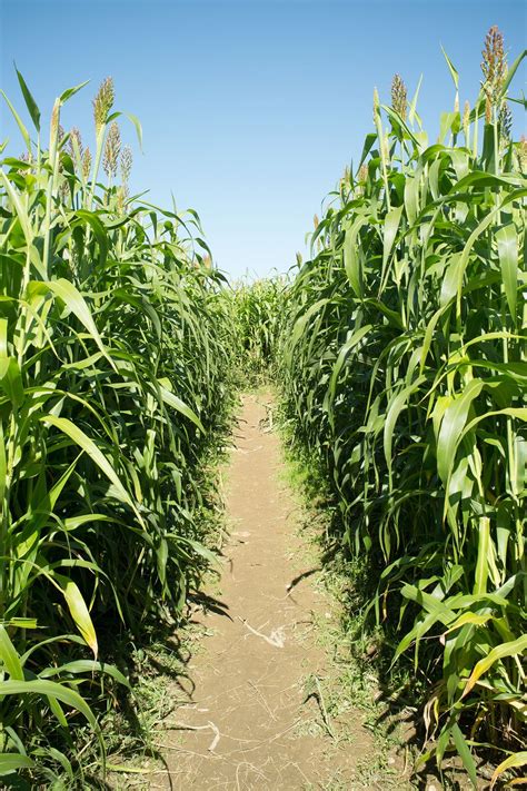 33 Best Corn Mazes Near Me - Best Haunted and Family-Friendly Corn ...