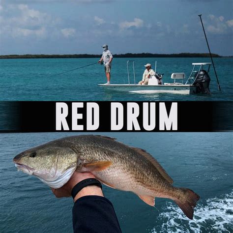 Red Drum - Fishing Nice