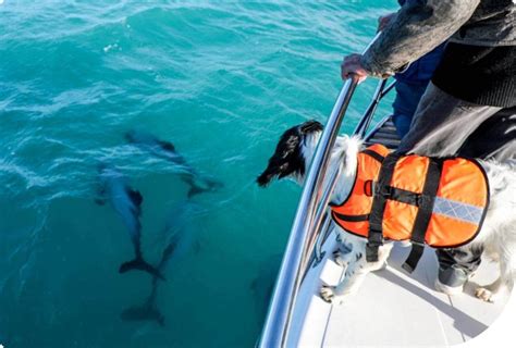 Our Story ~ How Akaroa Dolphins Became World-Renowned - Akaroa Dolphins