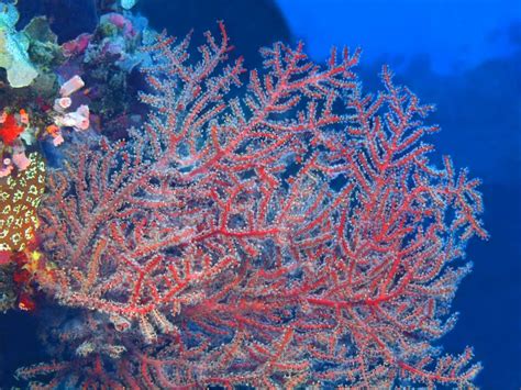 Gorgonian coral stock photo. Image of tropic, ocean - 139790326