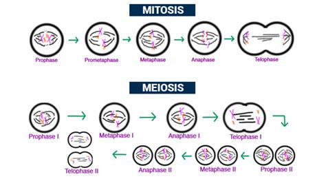 What are cell division and types?