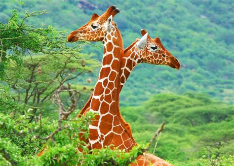 Download Animal Giraffe HD Wallpaper