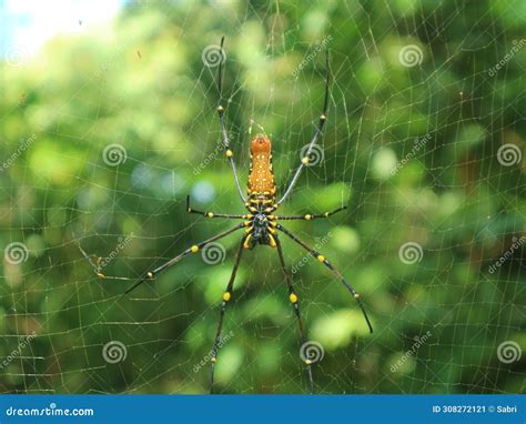 Spiders Have Slender Bodies and Trap Nets for Hunting Prey Stock Image ...