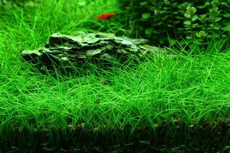 IC027 ADA Tissue Culture Plant - Eleocharis acicularis mini (labeled a ...