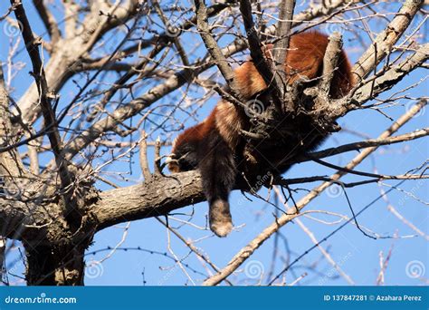 Behavior of a Cute Red Panda Stock Image - Image of cute, eastern: 137847281