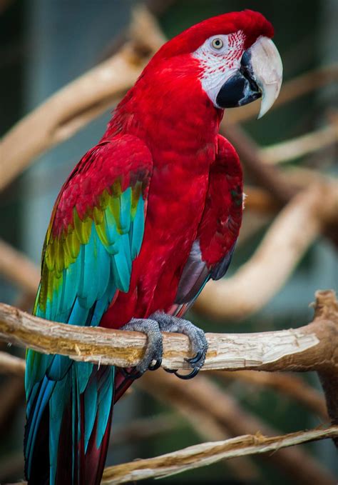 Scarlet Macaw (Ara macao) South America | Pet birds, Best pet birds, Beautiful birds