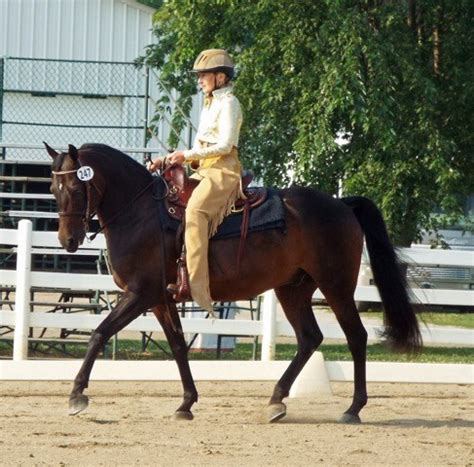 Western Dressage Lessons - KKM Stables