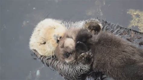 Cute baby otter sleeping on its mom as they float on water is too sweet. Watch | Trending ...