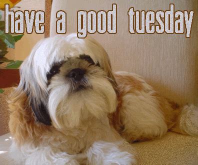 Tuesday Dog Quotes. QuotesGram