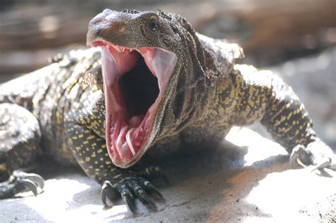 MONITOR LIZARD