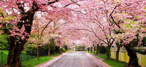 keenwood Cherry Blossoms | Cherry blossom wallpaper, Flowering trees ...