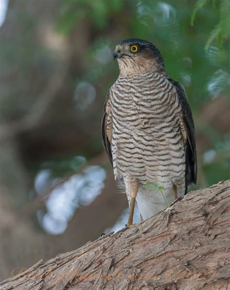 Eurasian Sparrowhawk Accipiter nisus – Bird Sightings from Kuwait