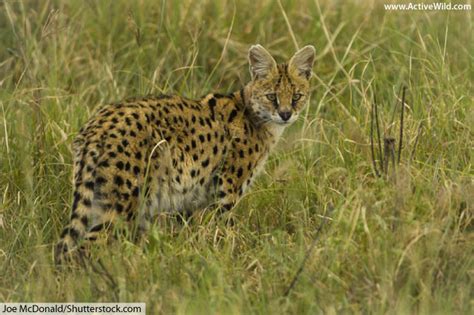 Serval Facts, Pictures, Video & In-Depth Information For Kids & Adults