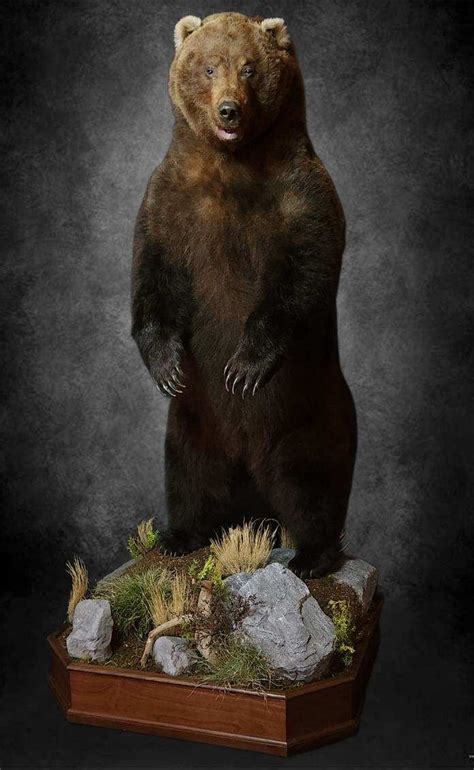 Life Size Brown Bear Taxidermy Mounts,Grizzly Bear Mount Ideas,Life ...