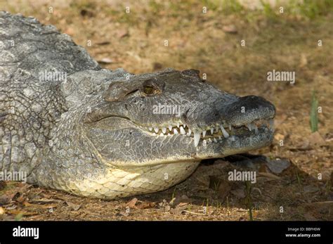 Morelets crocodile crocodylus moreletii endangered hi-res stock photography and images - Alamy