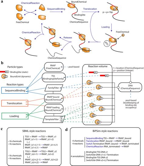 BiPSim: a flexible and generic stochastic simulator for polymerization ...