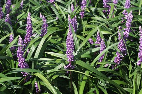 Expoplant - Acquista online: Liriope muscari Royal Purple