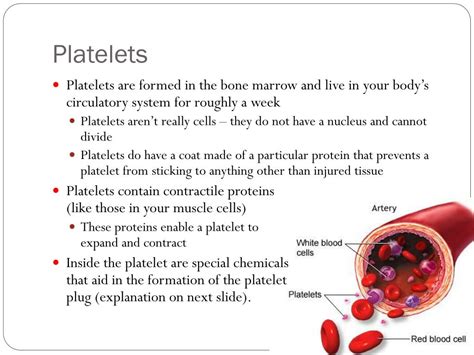 PPT - Wounds & Healing PowerPoint Presentation, free download - ID:2612806