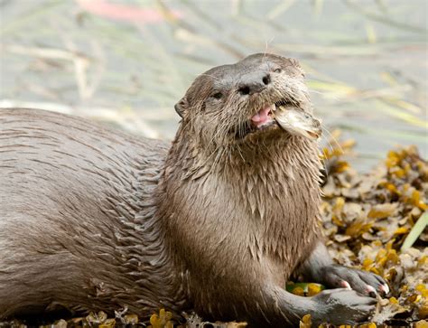 River Otter eating fish: Wildlife Photographs by Rowland K Willis