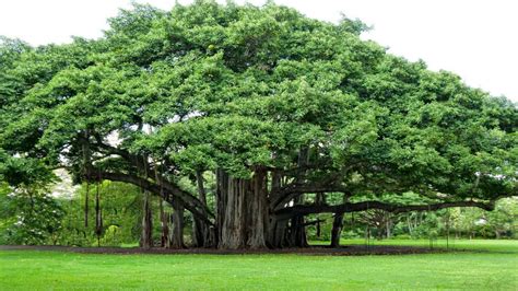 Will be planting 6 of these | Trees to plant, Banyan tree, Famous trees