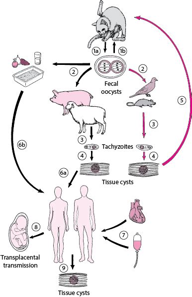 Figure: Toxoplasma gondii life cycle - MSD Manual Professional Edition