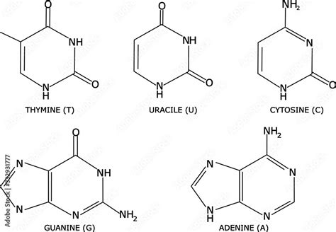 The five nucleobases molecular structure, isolated on white background ...