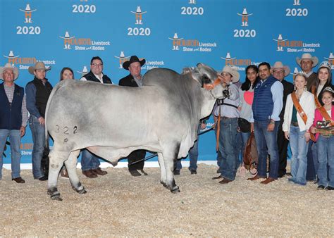 Brahman Champions | GKB Cattle - Herefords, Angus, Brangus & Brahman Cattle