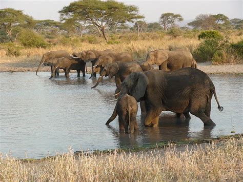 Elephants At Watering Hole Photograph by Art Stein - Fine Art America