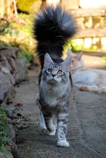 This cat has a really fluffy tail. : cats