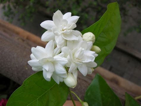 Sampaguita (Arabian Jasmine)-Philippines National Flower | | Full ...