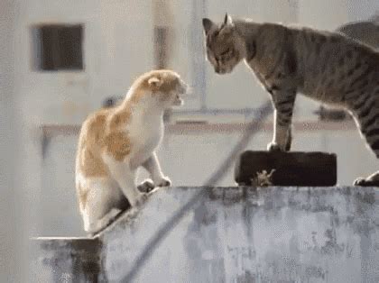 Cats Fighting GIF - Cats Fighting Threatening - Discover & Share GIFs