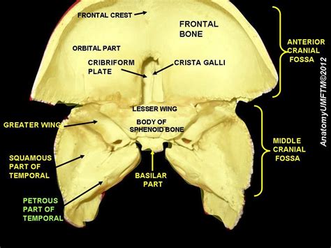 From Wikiwand: Petrous part of the temporal | Bones, Sphenoid bone, Squamous