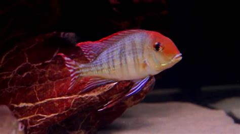 Geophagus Tapajos ‘Red’ 1.75″-2.25″ – Live Fish and Tropical Pets