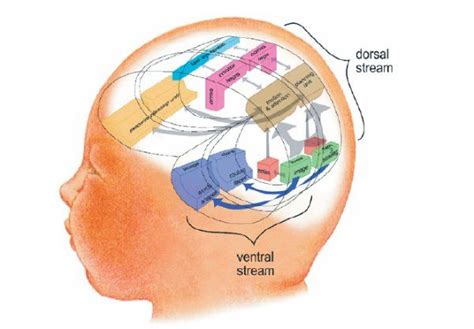 A Team Approach to Cortical Visual Impairment (CVI) in Schools | Pediatria