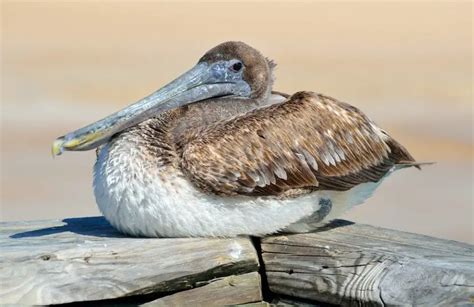 Louisiana State Bird: All You Need To Know I TheBirdPedia