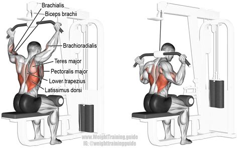 Behind-the-neck lat pull-down guide and video | Weight Training Guide ...