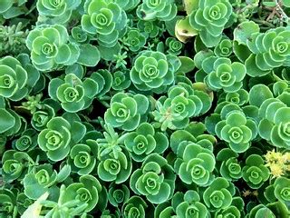 Succulents | Chrissie Sternschnuppe | Flickr
