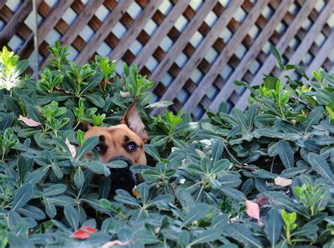 Dog Hiding in a Bush | That's one way to keep cool, I suppos… | Eric ...