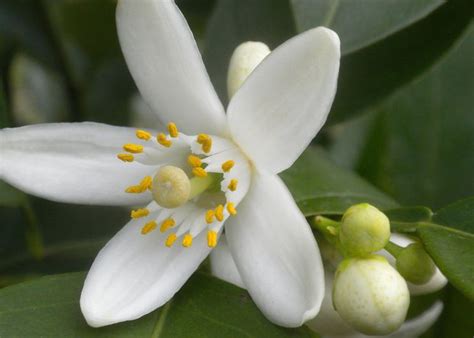 Pix For > Orange Blossom Flower | Orange blossom, Apricot blossom, Florida state flower