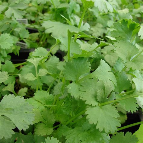 Coriandrum sativum Lemon Coriander | Buy Herb Plants