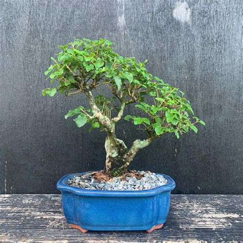 Chinese Privet Bonsai (Ligustrum sinense) Complete Care Manual