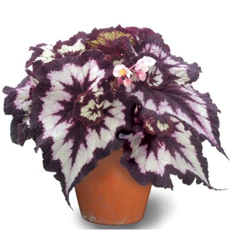 Begonia Rex China Curl: 2.5" Pot: Logee's Greenhouses