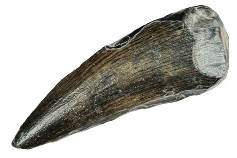 1.57" Spinosaurid Dinosaur (Suchomimus) Tooth - Niger (#241090) For Sale - FossilEra.com