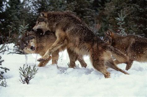 Aleda Costa: Wolves Fighting - Pictures